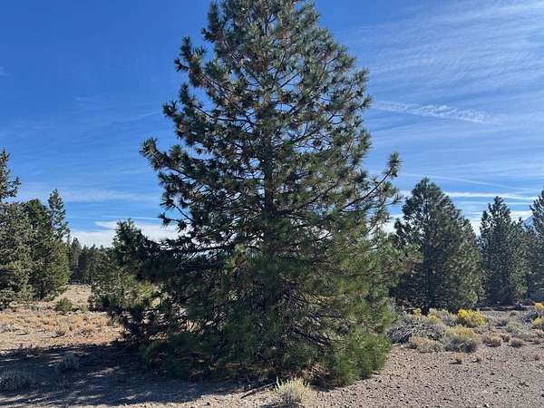 0.27 Acres of Land for Sale in Weed, California