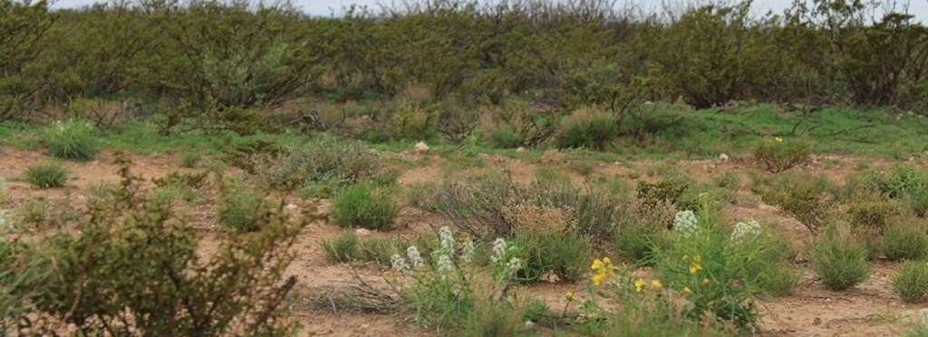 20 Acres of Recreational Land for Sale in Barstow, Texas