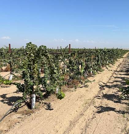 154.49 Acres of Agricultural Land for Sale in Madera, California