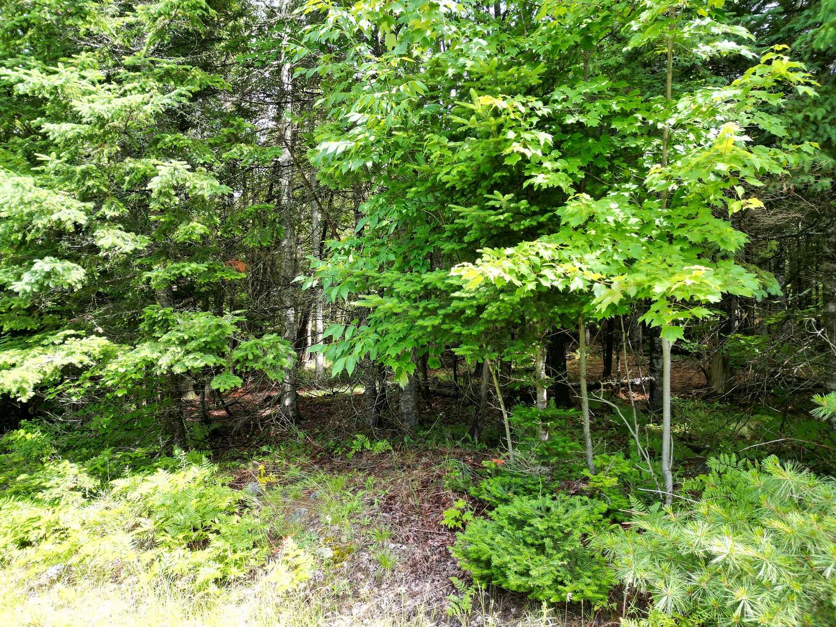 1.37 Acres of Residential Land for Sale in Lee, Maine