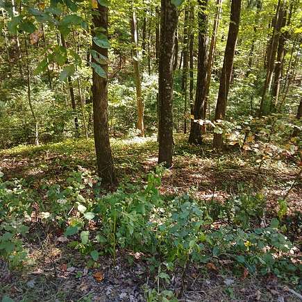 3.03 Acres of Residential Land for Sale in Ellijay, Georgia