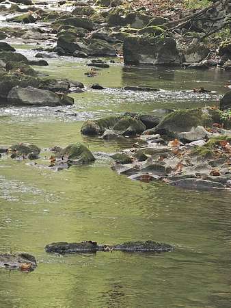 82.3 Acres of Recreational Land for Sale in Union, West Virginia