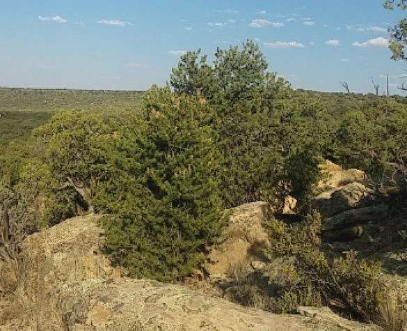 2.06 Acres of Residential Land for Sale in Concho, Arizona