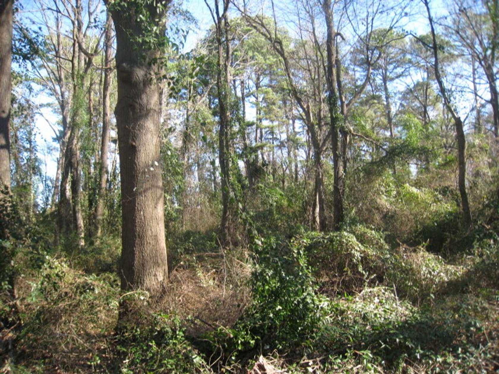 3 Acres of Residential Land for Sale in Texarkana, Texas