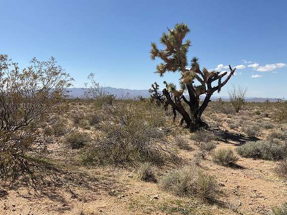 80.33 Acres of Recreational Land & Farm for Sale in Yucca, Arizona