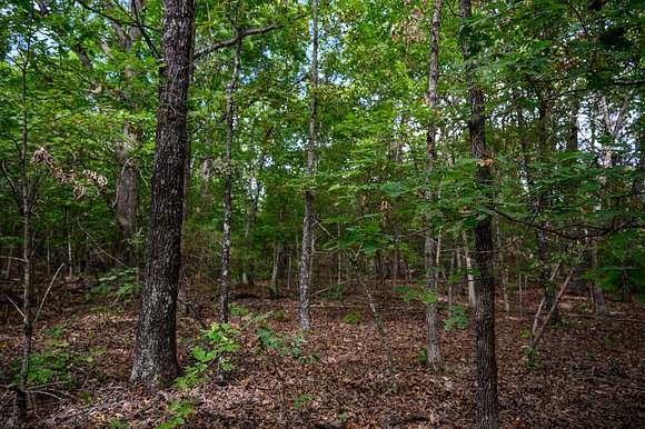 Mature trees