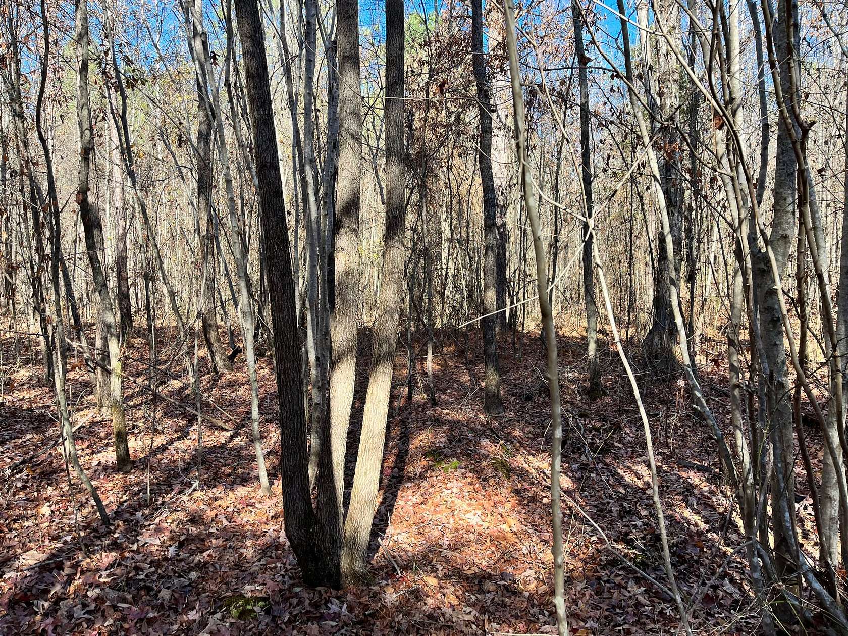 33.7 Acres of Recreational Land for Sale in Hubbertville, Alabama