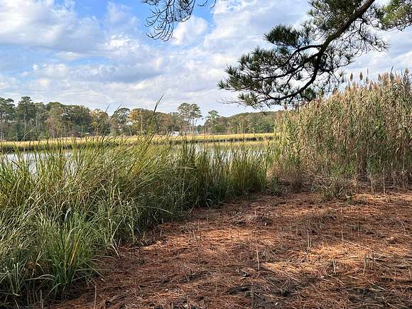 These reeds can be cut back for walking access and dock.