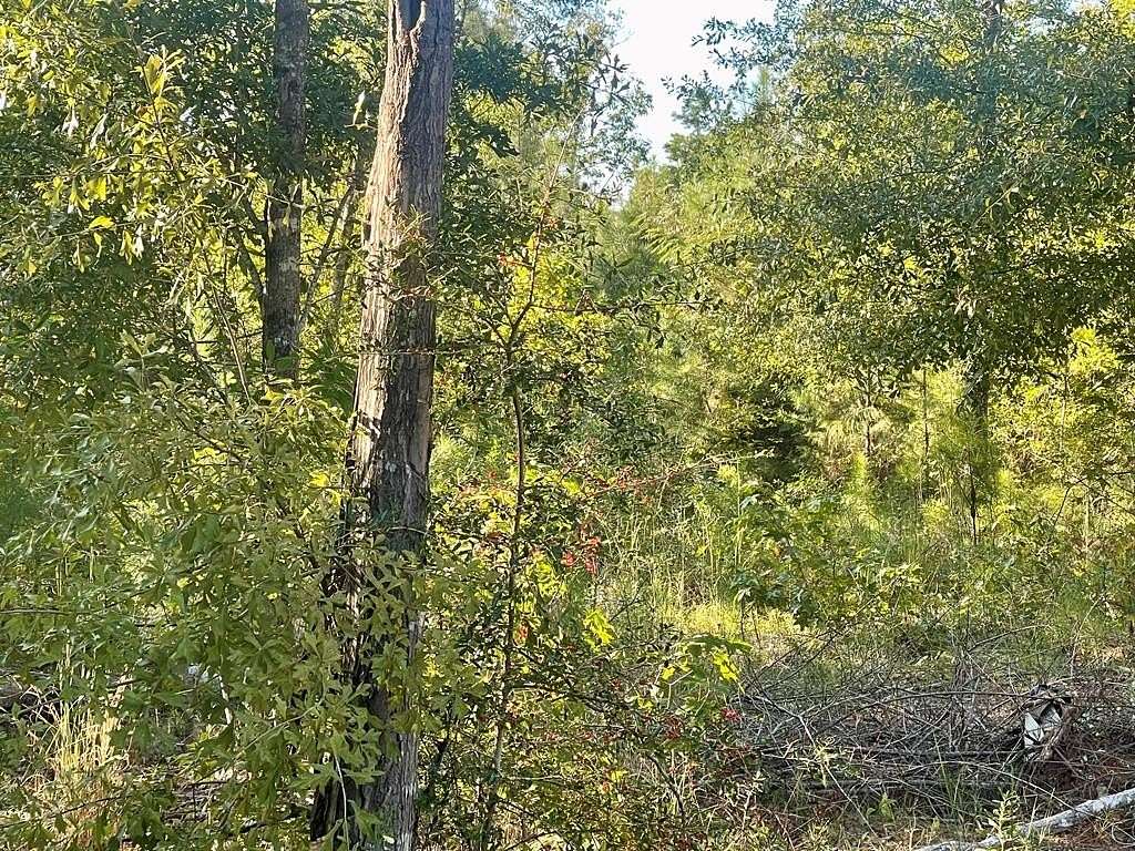 85 Acres of Recreational Land for Sale in Jack, Alabama