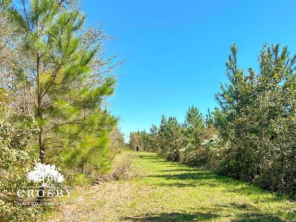 57.03 Acres of Recreational Land for Sale in Alma, Georgia