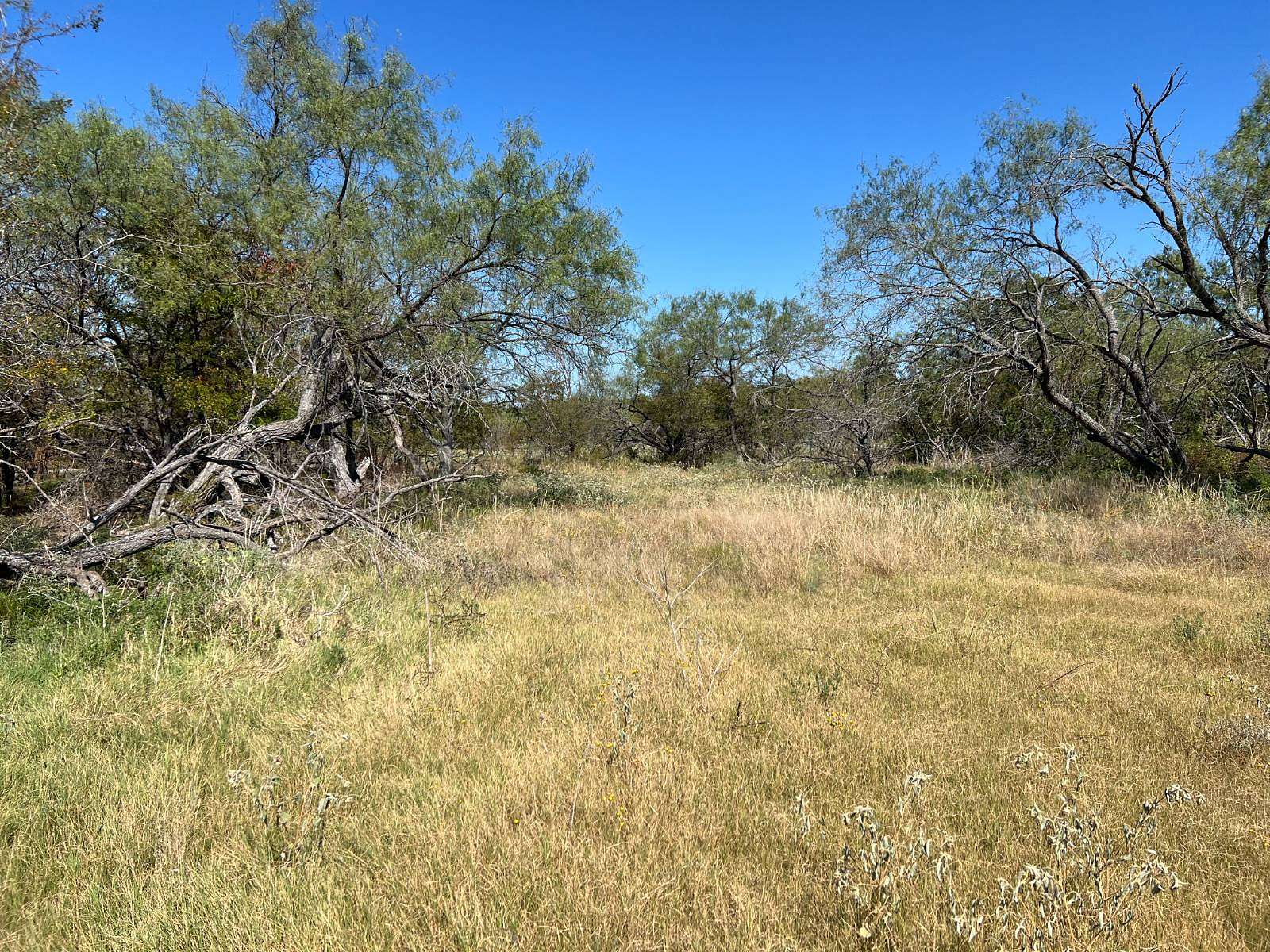 100 Acres of Land for Sale in Coolidge, Texas