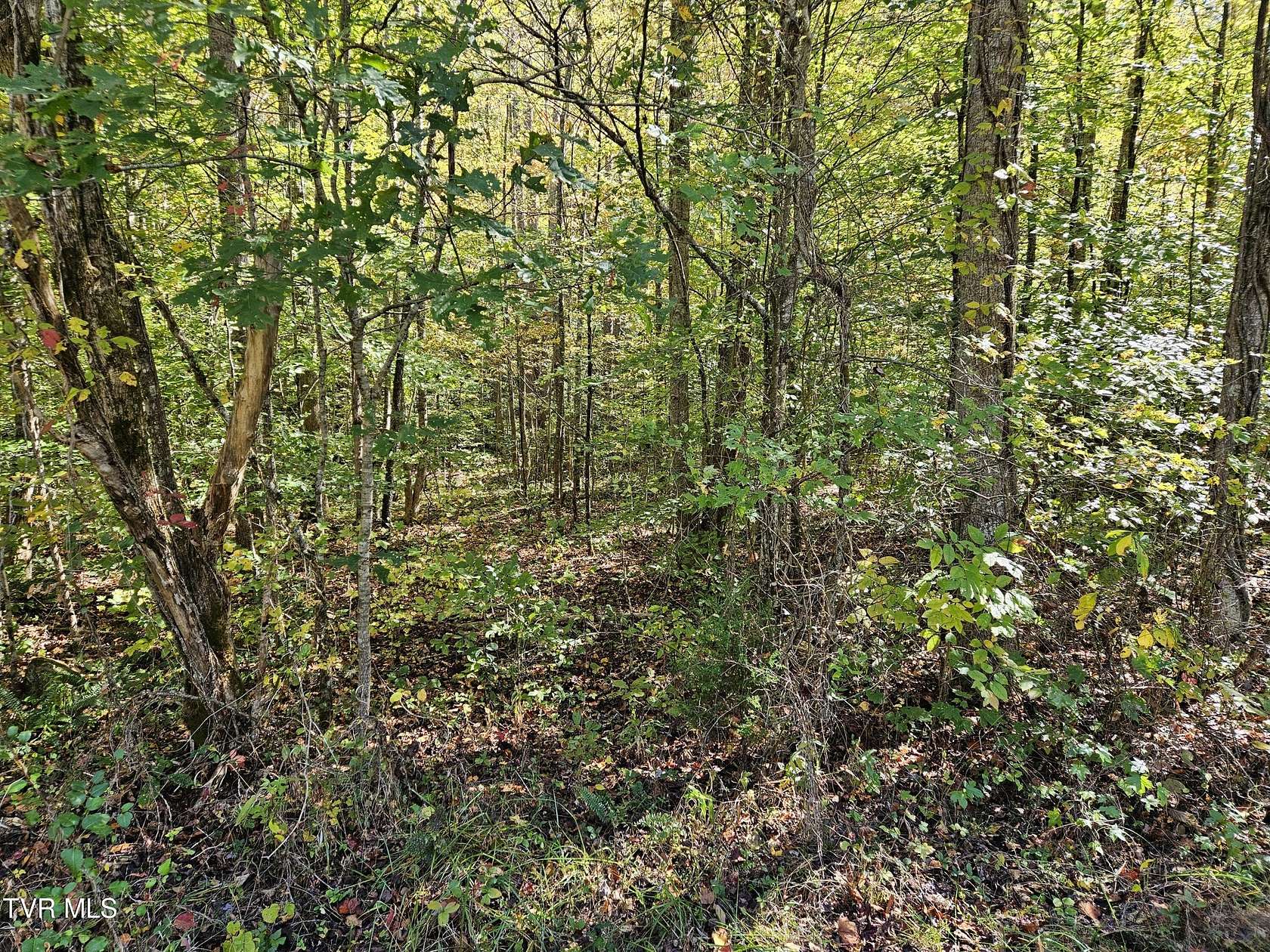 10.64 Acres of Land for Sale in Rogersville, Tennessee