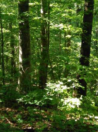 5.19 Acres of Residential Land for Sale in Wilder, Tennessee