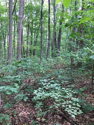 7.89 Acres of Residential Land for Sale in Wilder, Tennessee