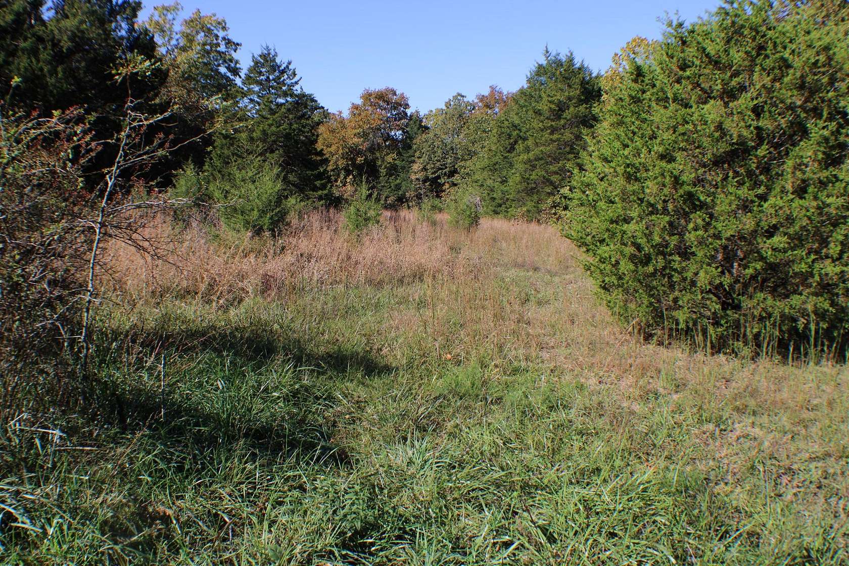 10 Acres of Land for Sale in Caulfield, Missouri