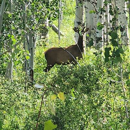 440 Acres of Recreational Land & Farm for Sale in Whitewater, Colorado