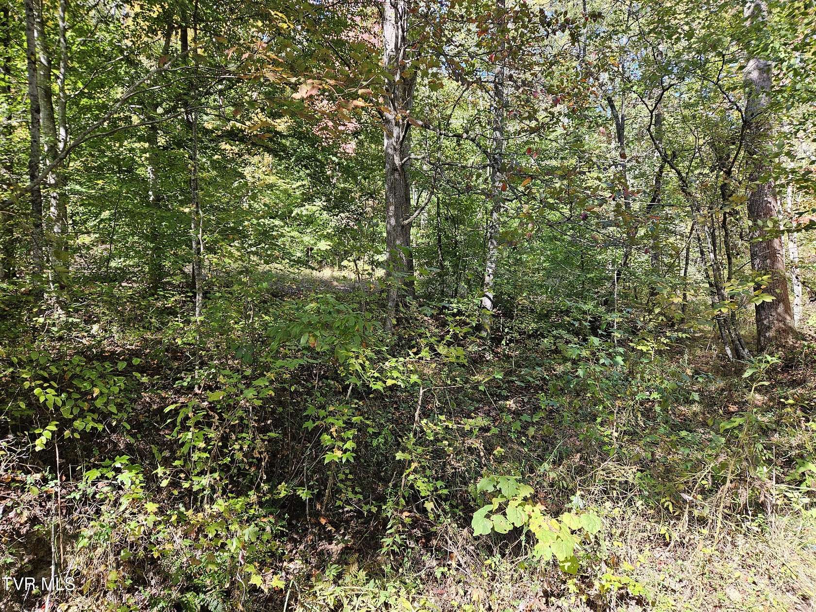 21.53 Acres of Recreational Land for Sale in Rogersville, Tennessee