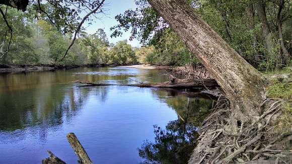 83.4 Acres of Recreational Land for Sale in Nichols, South Carolina