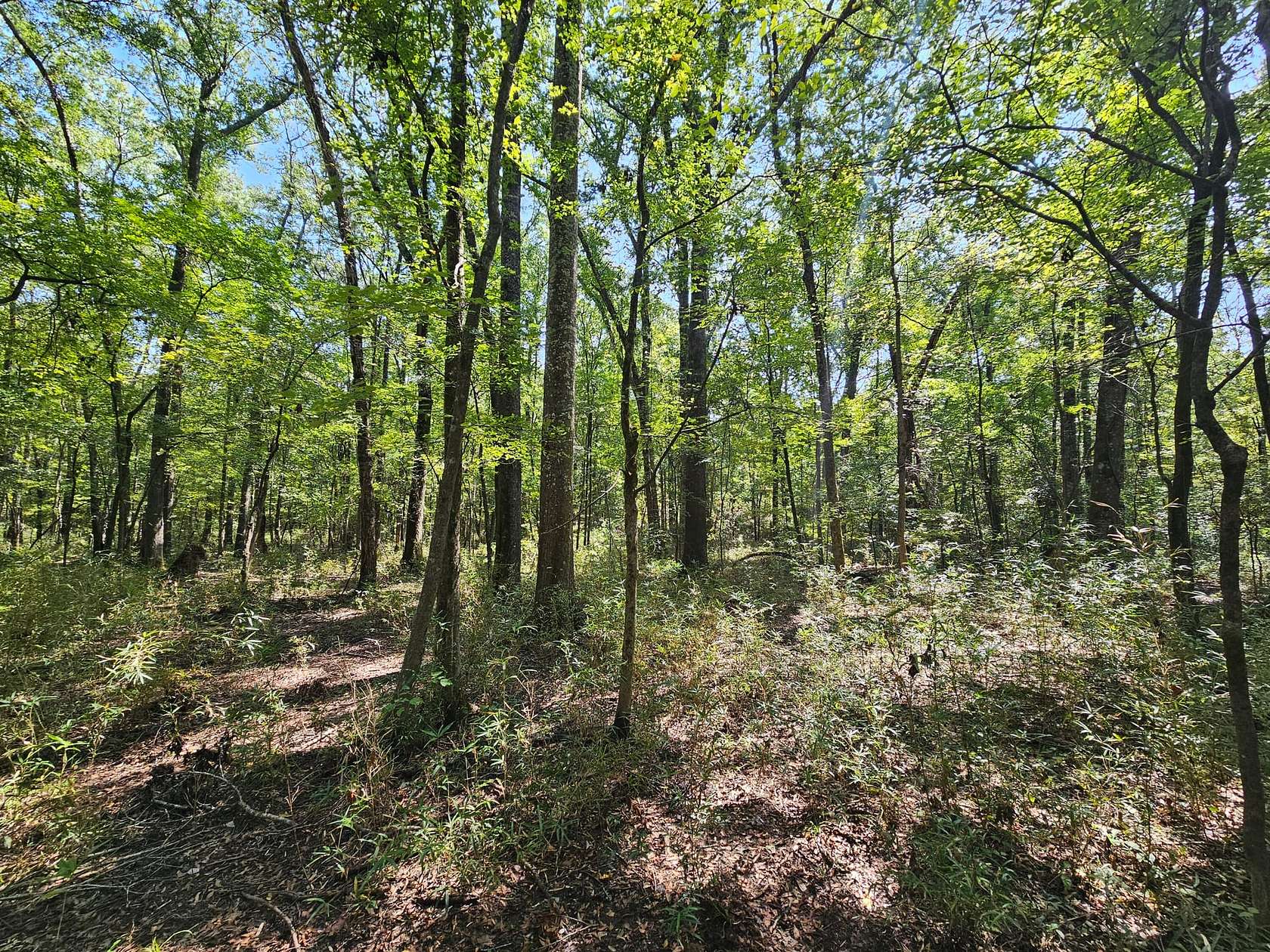 54 Acres of Recreational Land for Sale in De Kalb, Texas