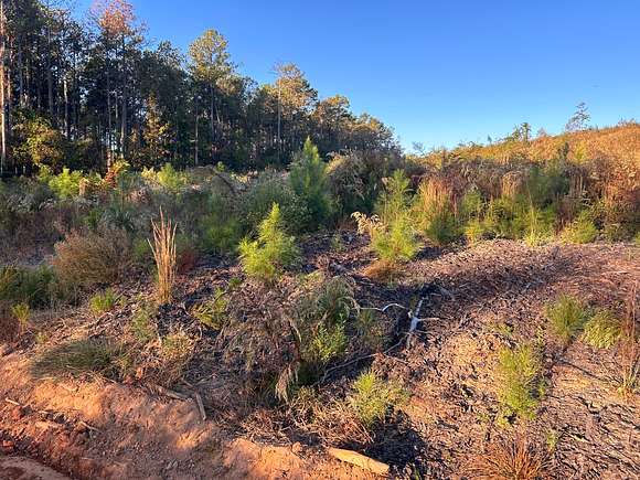 60 Acres of Recreational Land for Sale in Packards Bend, Alabama