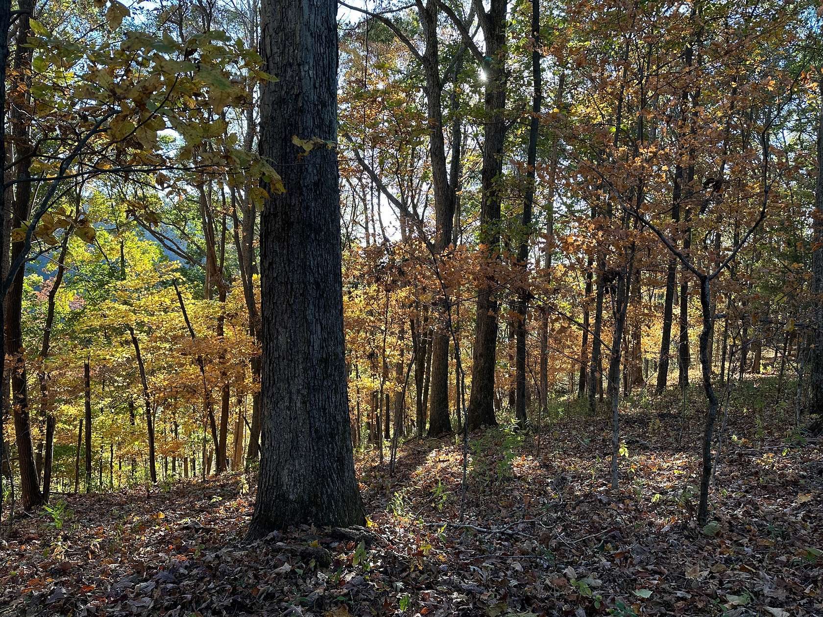 35.94 Acres of Recreational Land for Sale in Tennessee Ridge, Tennessee