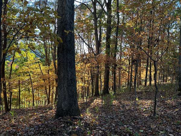 36 Acres of Recreational & Residential Land for Sale in Tennessee Ridge, Tennessee