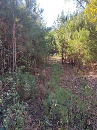 20 Acres of Agricultural Land for Sale in Rocky Face, Georgia