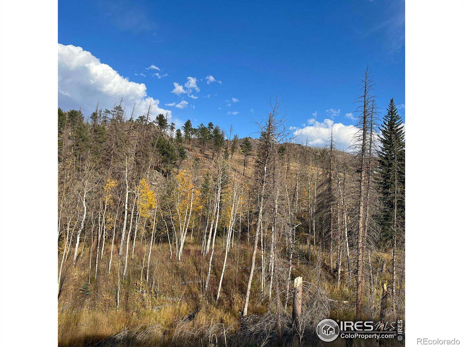 12 Acres of Land for Sale in Bellvue, Colorado
