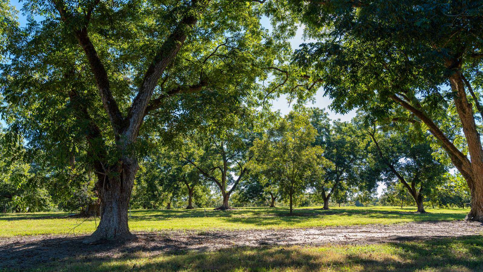 170 Acres of Recreational Land & Farm for Sale in Richland, Georgia