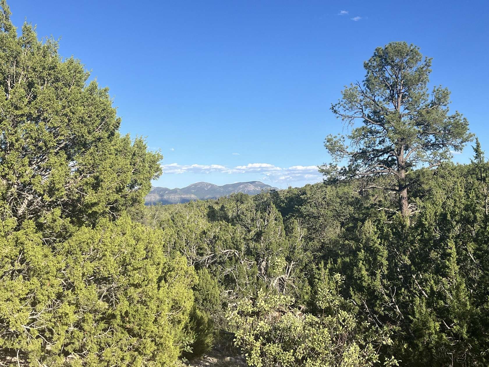 43.43 Acres of Recreational Land for Sale in Sandia Park, New Mexico