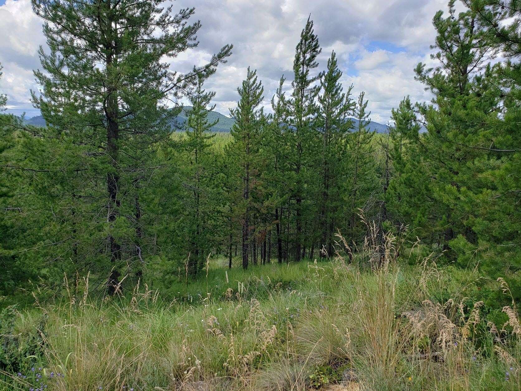 5 Acres of Residential Land for Sale in Marion, Montana