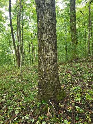 68 Acres of Recreational Land for Auction in Albany, Kentucky