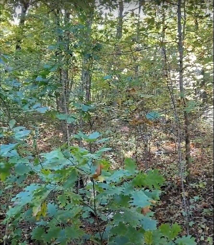 1.35 Acres of Land for Sale in Hiawassee, Georgia