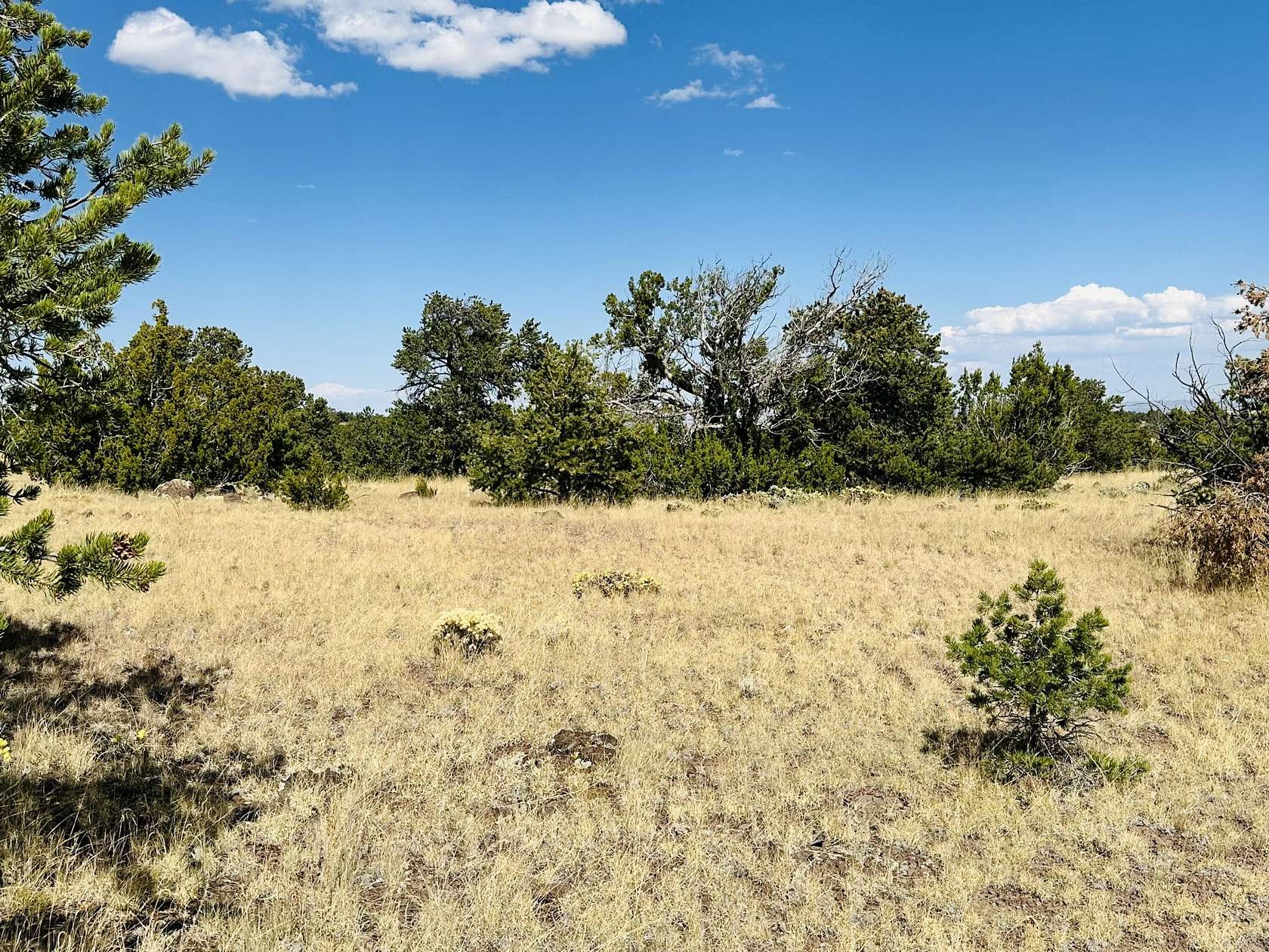 40 Acres of Recreational Land for Sale in Quemado, New Mexico