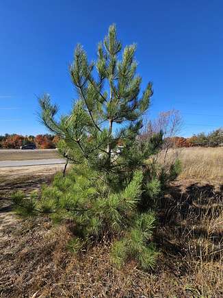 Residential Land for Sale in Gaylord, Michigan