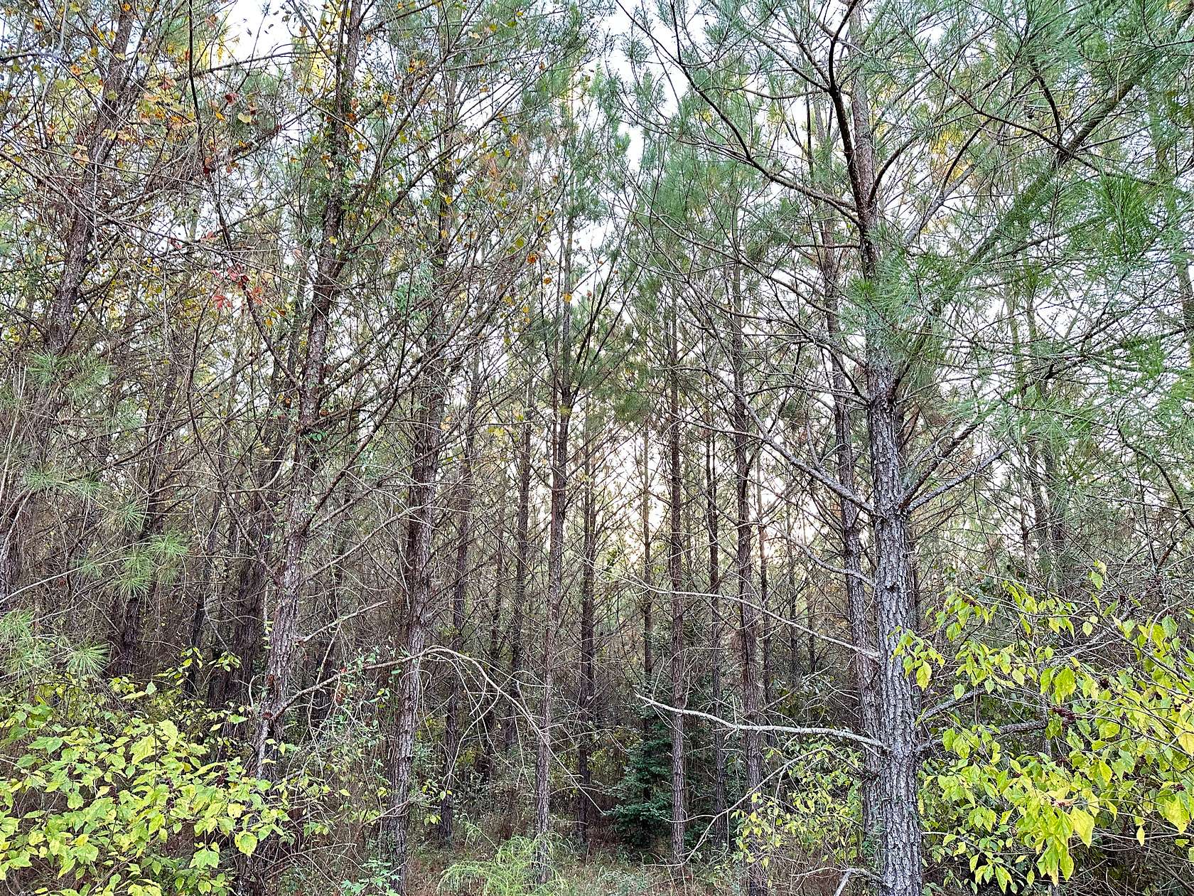 120 Acres of Recreational Land for Sale in Moundville, Alabama