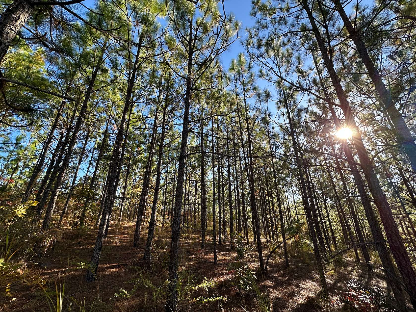 240 Acres of Recreational Land for Sale in Marion, Alabama