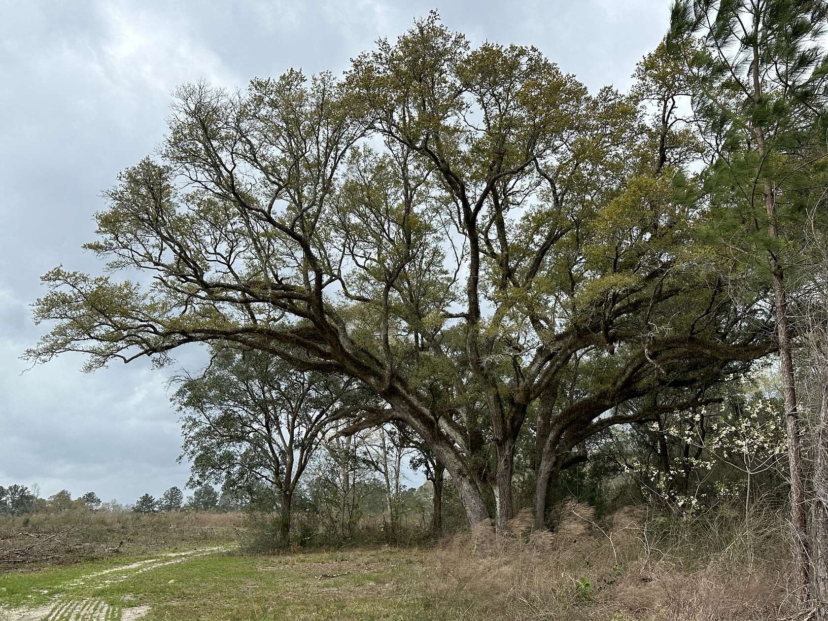 26.57 Acres of Land for Sale in DeFuniak Springs, Florida