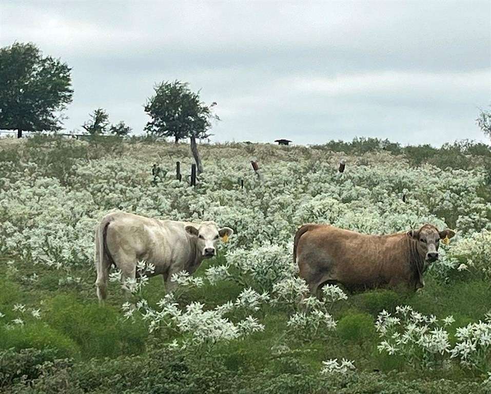 71 Acres of Land with Home for Sale in Terrell, Texas