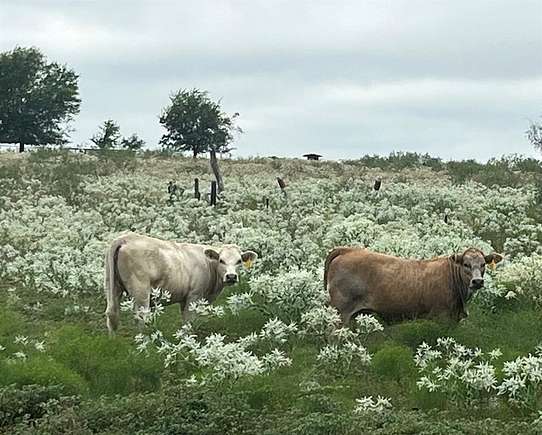 71 Acres of Land with Home for Sale in Terrell, Texas