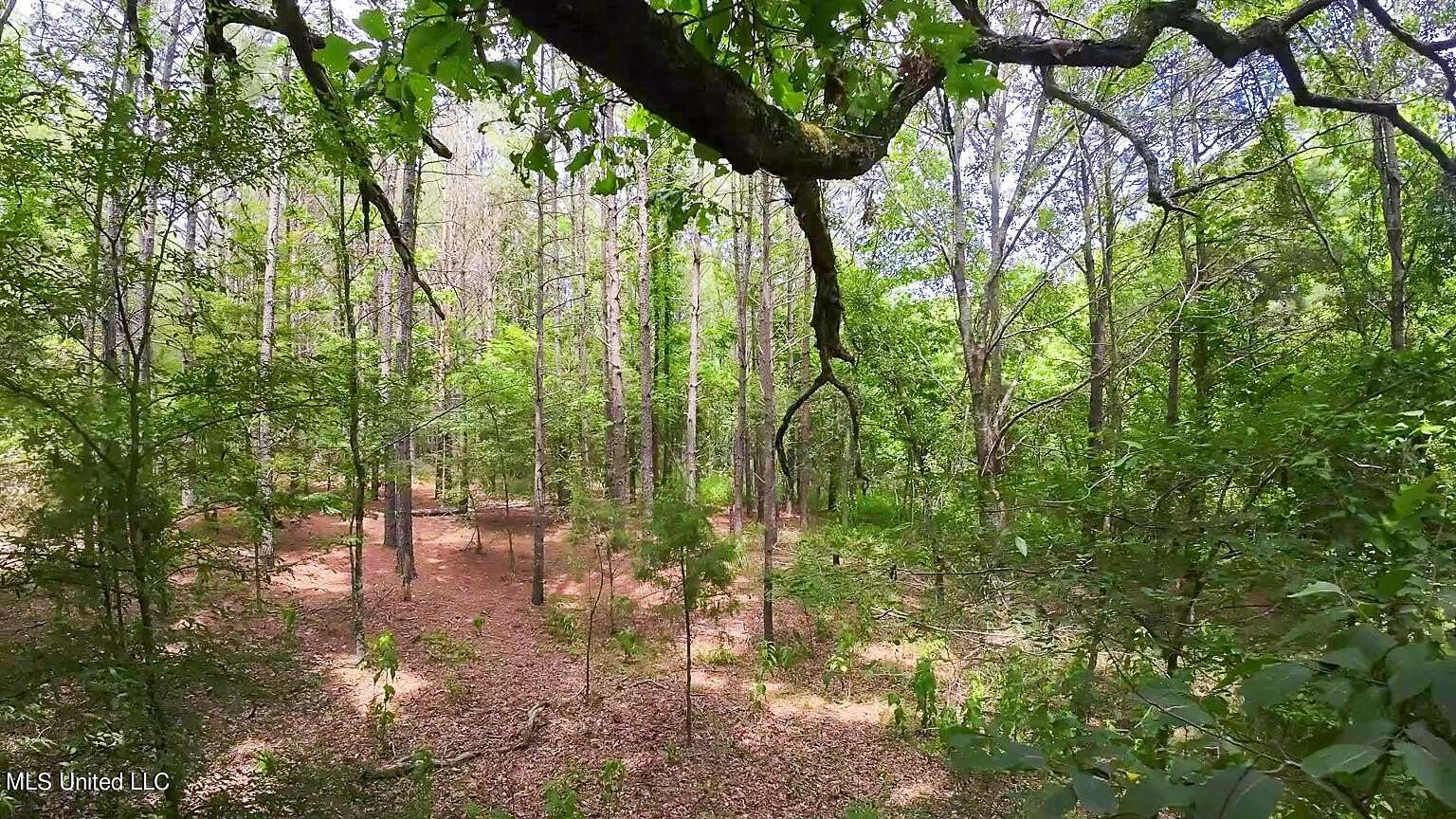 442 Acres of Recreational Land for Sale in Cascilla, Mississippi