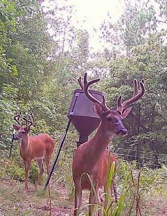 176 Acres of Recreational Land & Farm for Sale in Elberton, Georgia