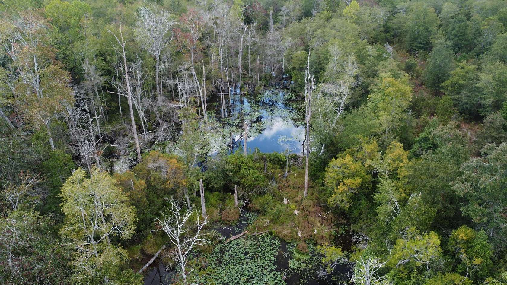 162.19 Acres of Agricultural Land for Sale in Ridge Spring, South Carolina