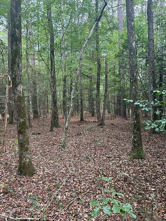 82.66 Acres of Land for Sale in Gibson, Georgia