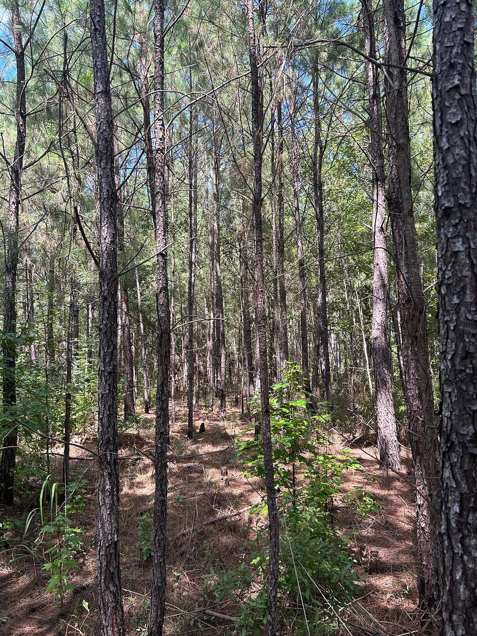 13 Acres of Recreational Land for Sale in Trio, South Carolina