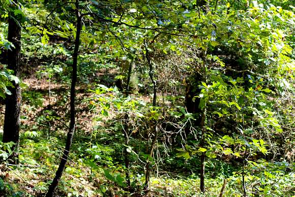 0.14 Acres of Residential Land for Sale in Williford, Arkansas