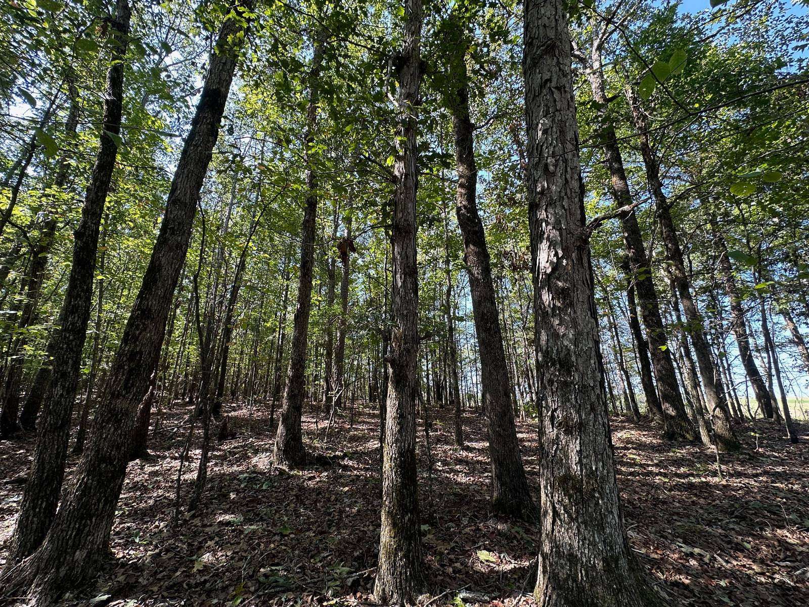 77 Acres of Recreational Land for Sale in Ackerman, Mississippi