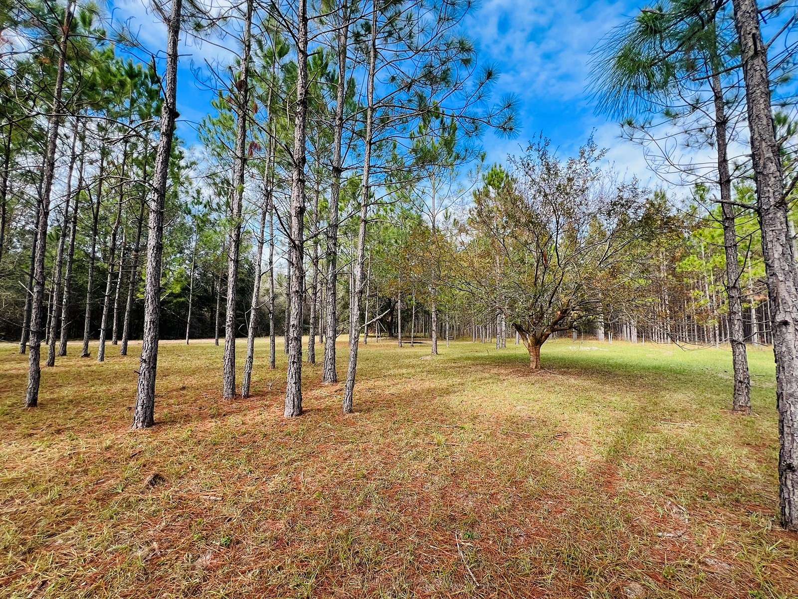 1 Acre of Residential Land for Sale in Branford, Florida