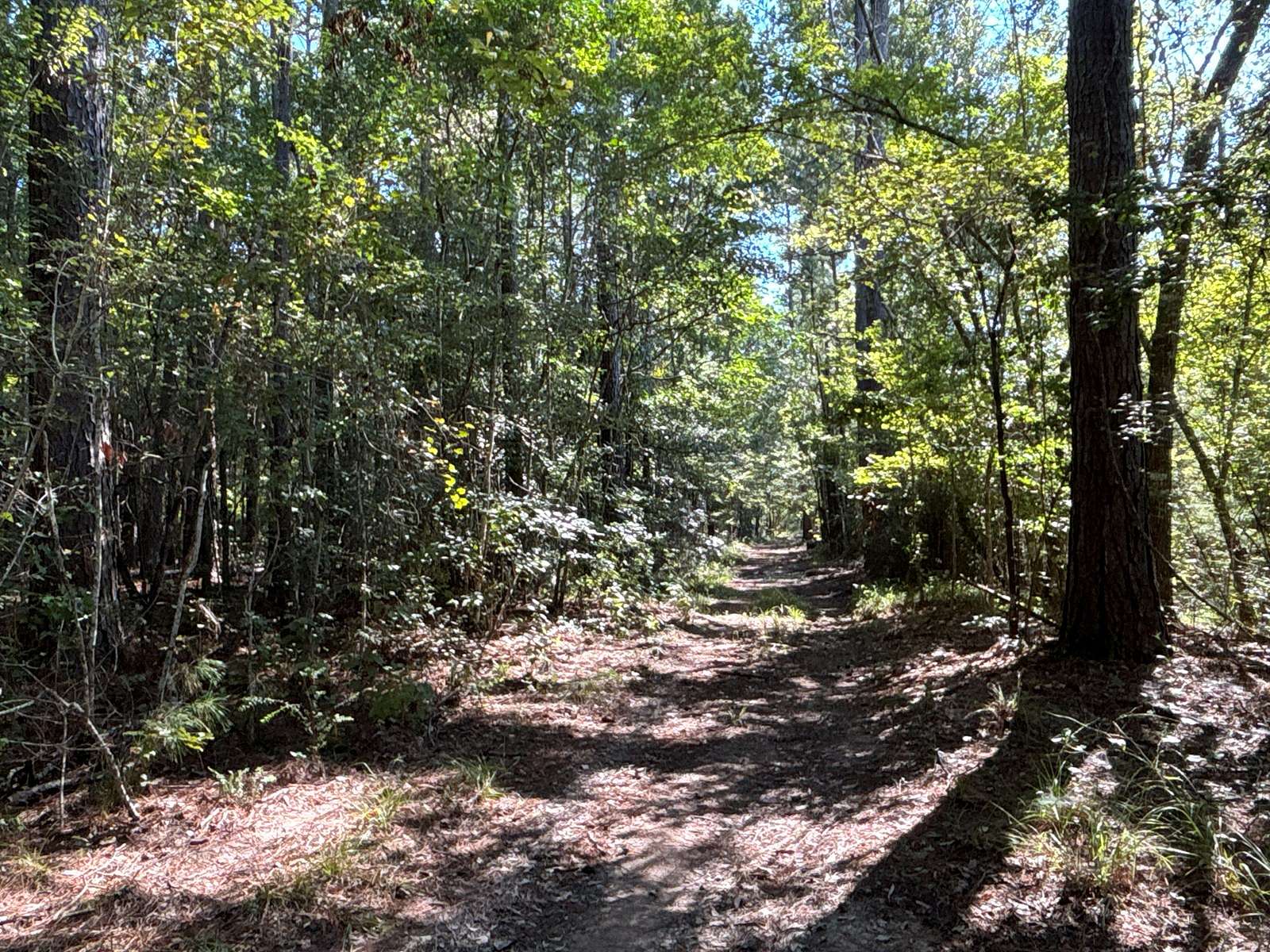 80 Acres of Recreational Land & Farm for Auction in Oakdale, Louisiana