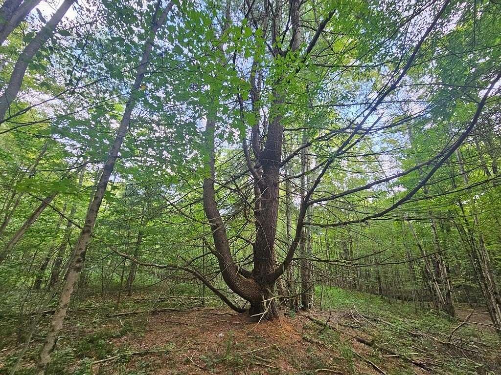 24.55 Acres of Recreational Land for Sale in Warren Center, Pennsylvania